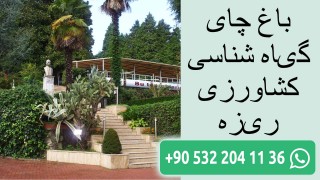 باغ چای گیاه شناسی کشاورزی ریزه